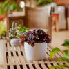 peperomia schumi red plant in a white textured mixed material pot sitting on a wooden table, surrounded by other plants in a bright light living room , the red foliage of the plant is the main focus