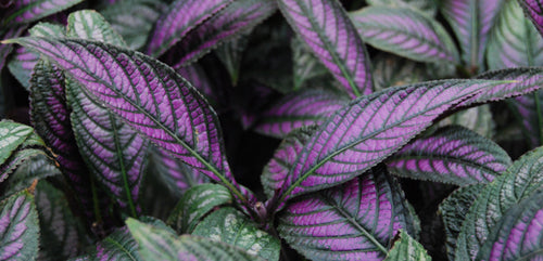 Persian Shield