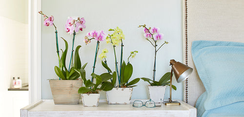 Orchid, Phalaenopsis