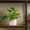 philodendron birkin plant in white mid century modern planter, sitting a top a wood and iron shelf in someones home 