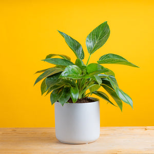 philodendron birkin plant in a white mid century modern planter, set against a bright yellow background