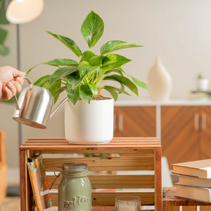 philodendron birkin plant in white mid centiry modern pot, being watered and cared for by someone in their brightly lit living room 