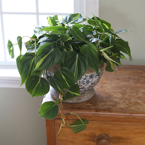 Brasil Philodendron