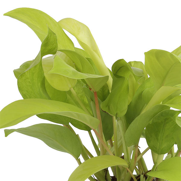 Golden Goddess Philodendron