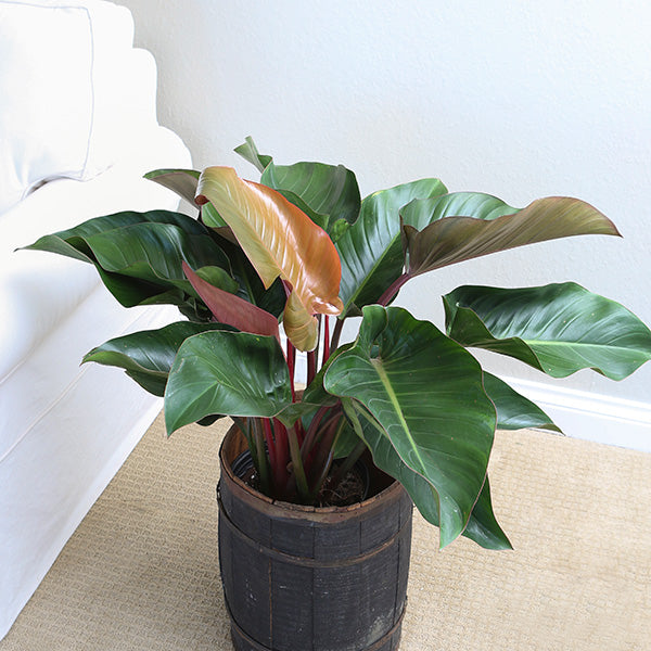 Rojo Congo Philodendron