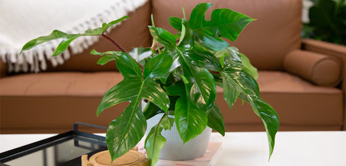 Philodendron squamiferum