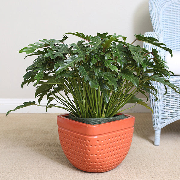 Xanadu Philodendron