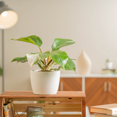 Philodendron White Knight, a variegated houseplant in white ceramic pot