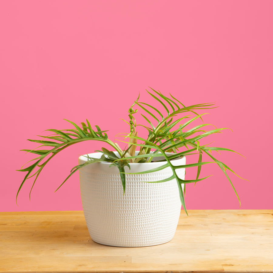 philodendron tortum plant in textured white mixed material planter set against a bright pink background