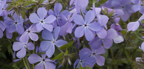 Phlox, Woodland