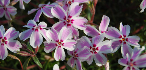 Phlox, Creeping