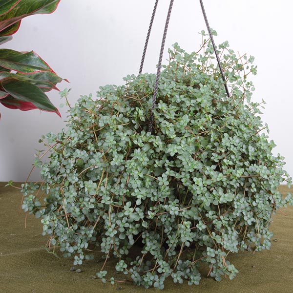 Glauca Pilea