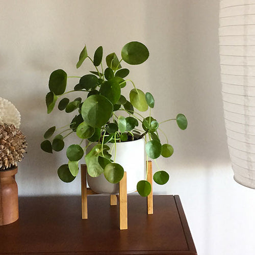 Pilea Sharing Plant™