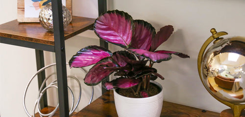 Pink Star Calathea