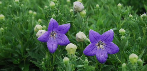 Balloon Flower