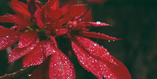 5 Reasons Why I Love Poinsettias