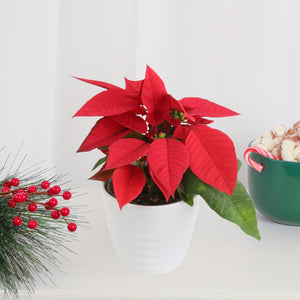 small poinsettia plant in white planter next to a holiday festive drink mug and decor