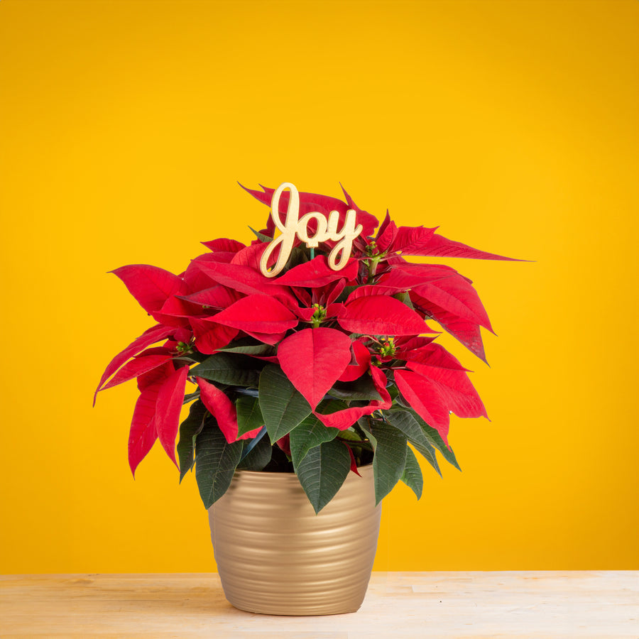 medium poinsettia plant with bright red foliage in a gold pot with a decor pick reading "joy", set against a bright yellow background