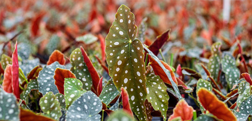 Polka Dot Begonia