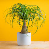 medium ponytail palm in mid century modern ceramic planter, set against a bright yellow planter