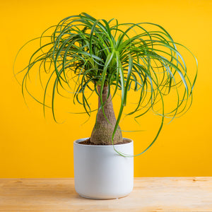 medium ponytail palm in mid century modern ceramic planter, set against a bright yellow planter