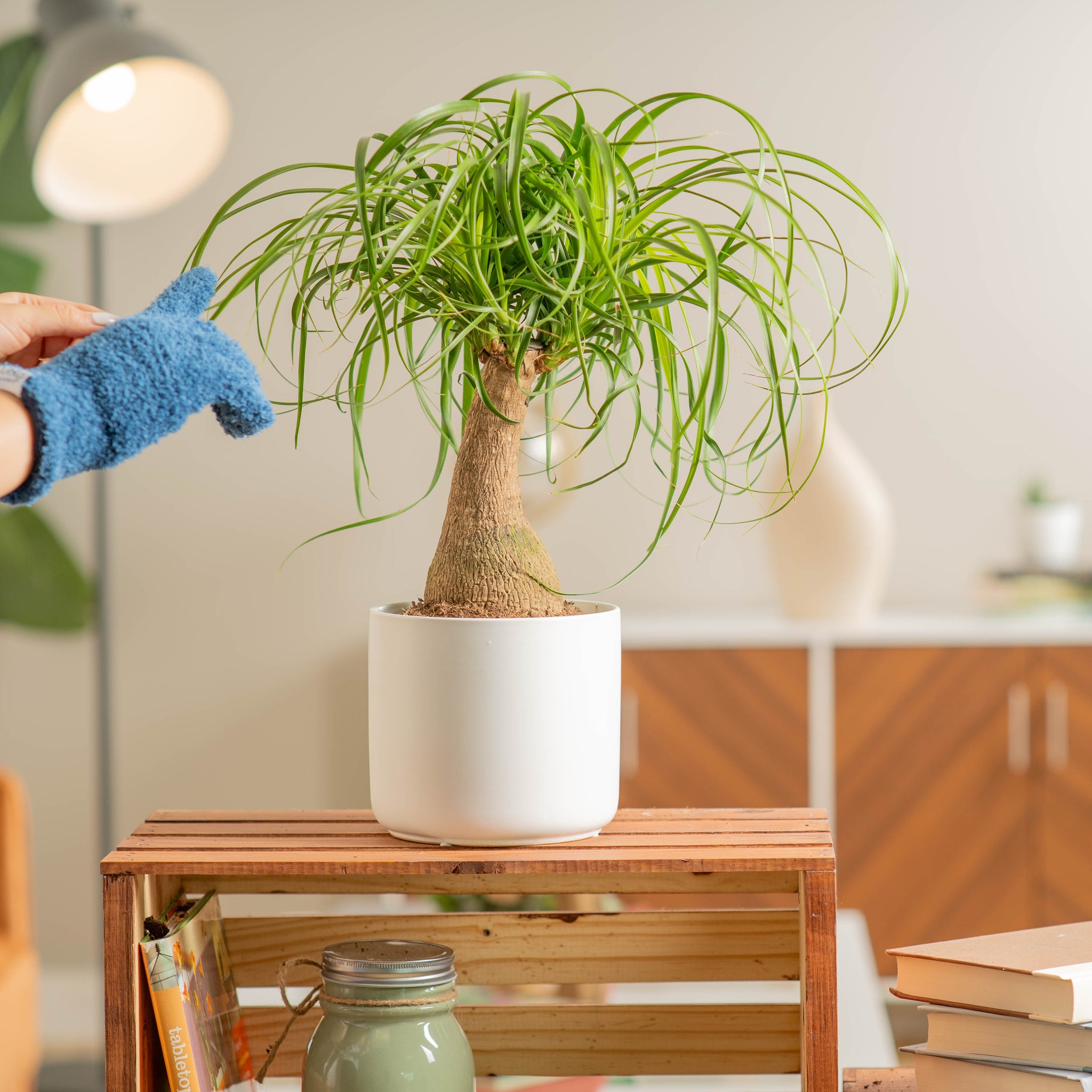 ponytail palm plant sitting on a wooden table as decor in someone brightly lit living room 