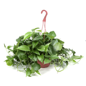 Jade Pothos