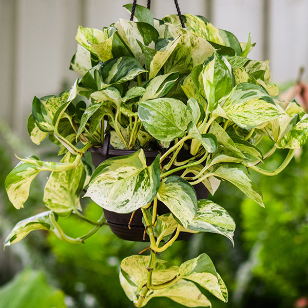 Manjula Pothos