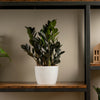 Raven ZZ Zamioculcas ‘Dowon’  | medium