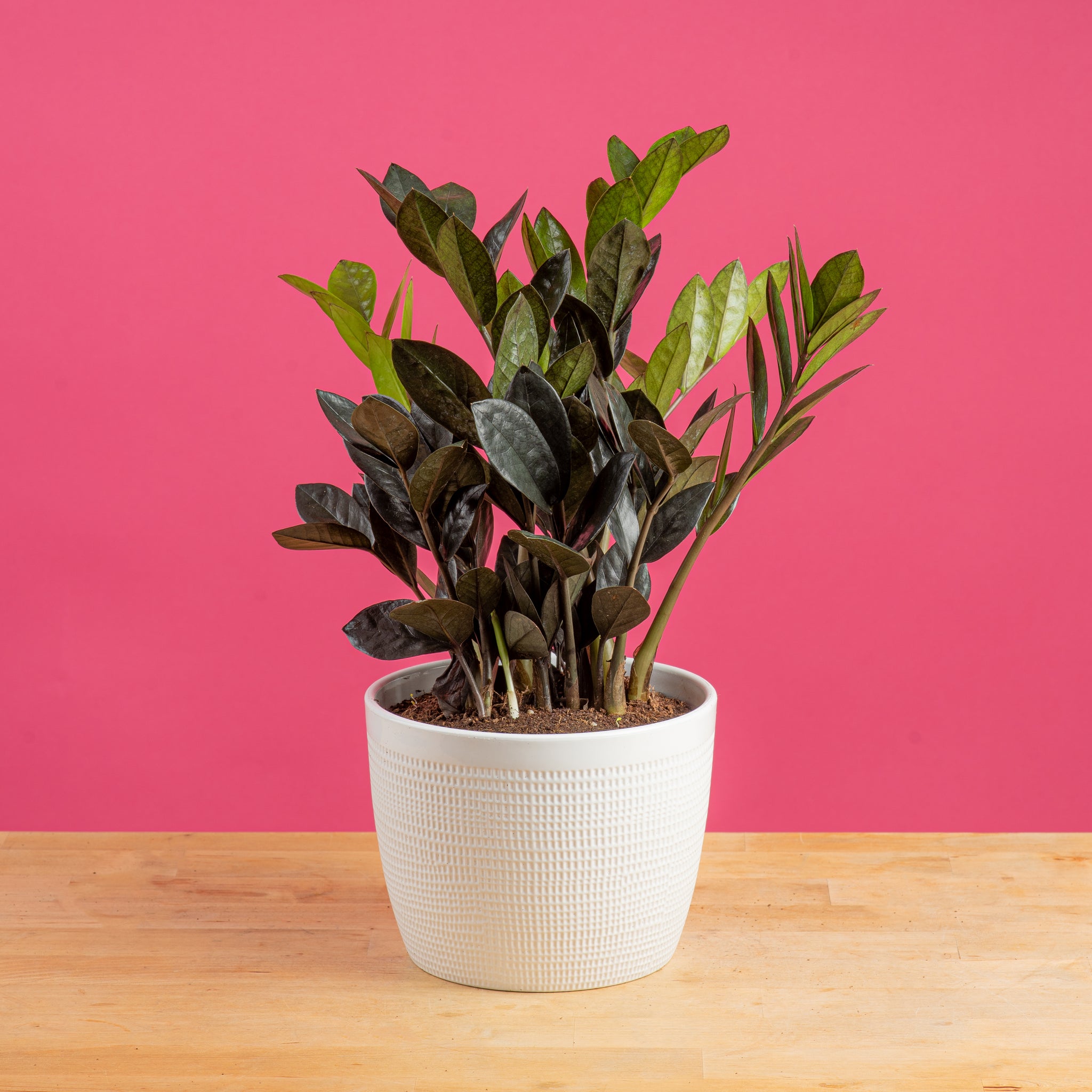 Raven ZZ Zamioculcas ‘Dowon’  | medium