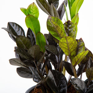 Raven ZZ Zamioculcas ‘Dowon’  | medium