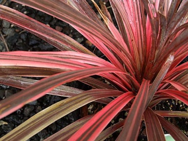 Cordyline