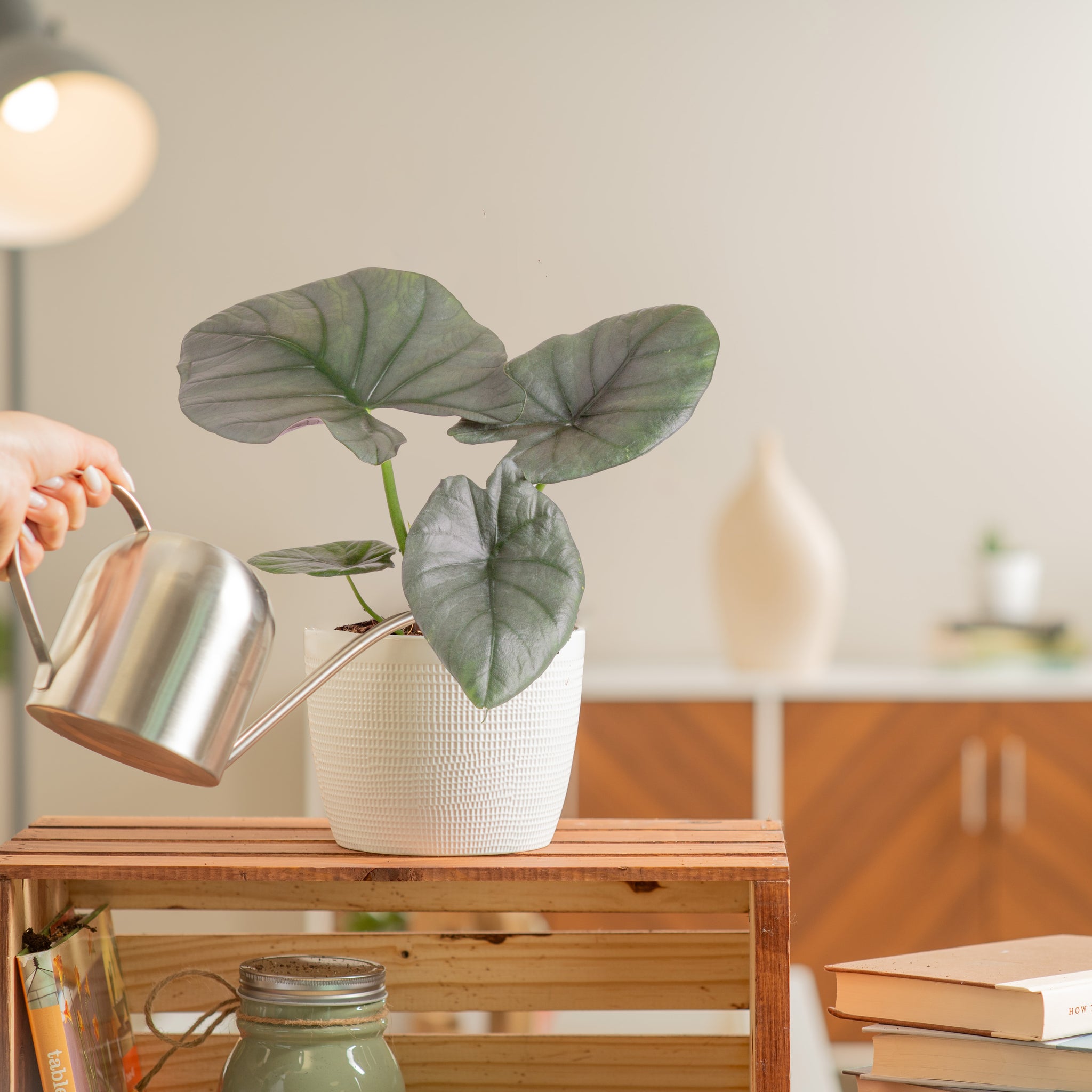 alocasia reginae plant in textured white, being watered by someone in their brightly lit living room