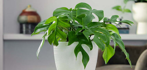 Mini Monstera