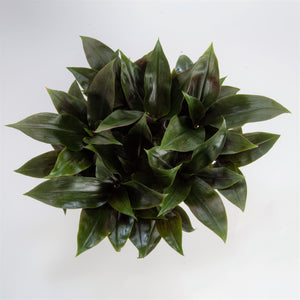 Tradescantia Roxxo | medium