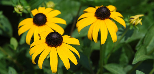 Black-Eyed Susan