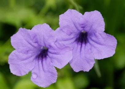 Mexican Petunia