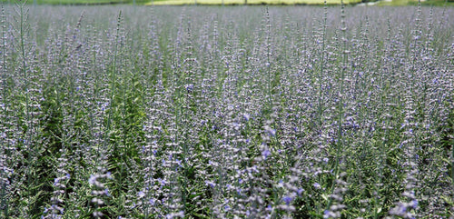 Russian Sage