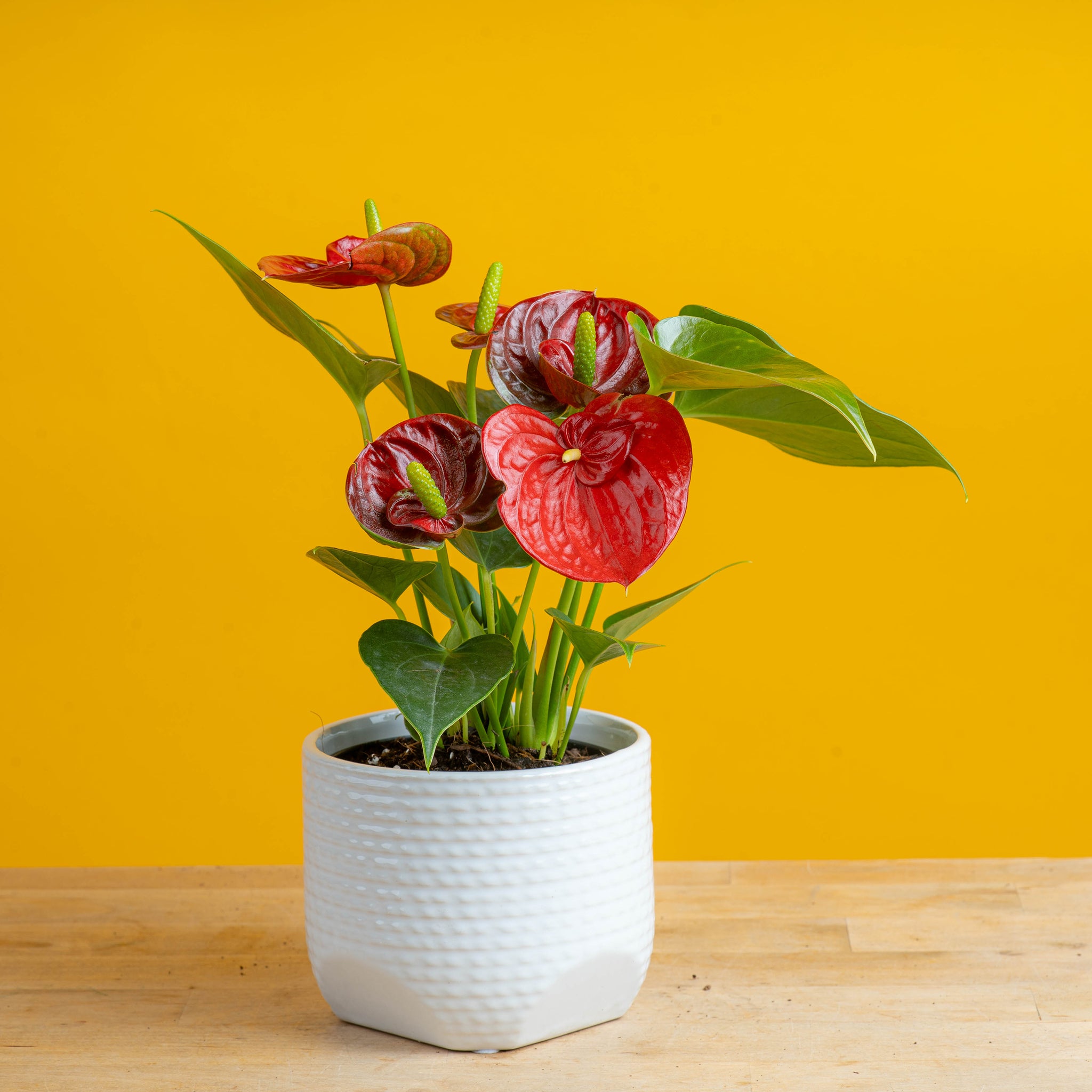 anthurium plant with 4 blooms in white textured pot