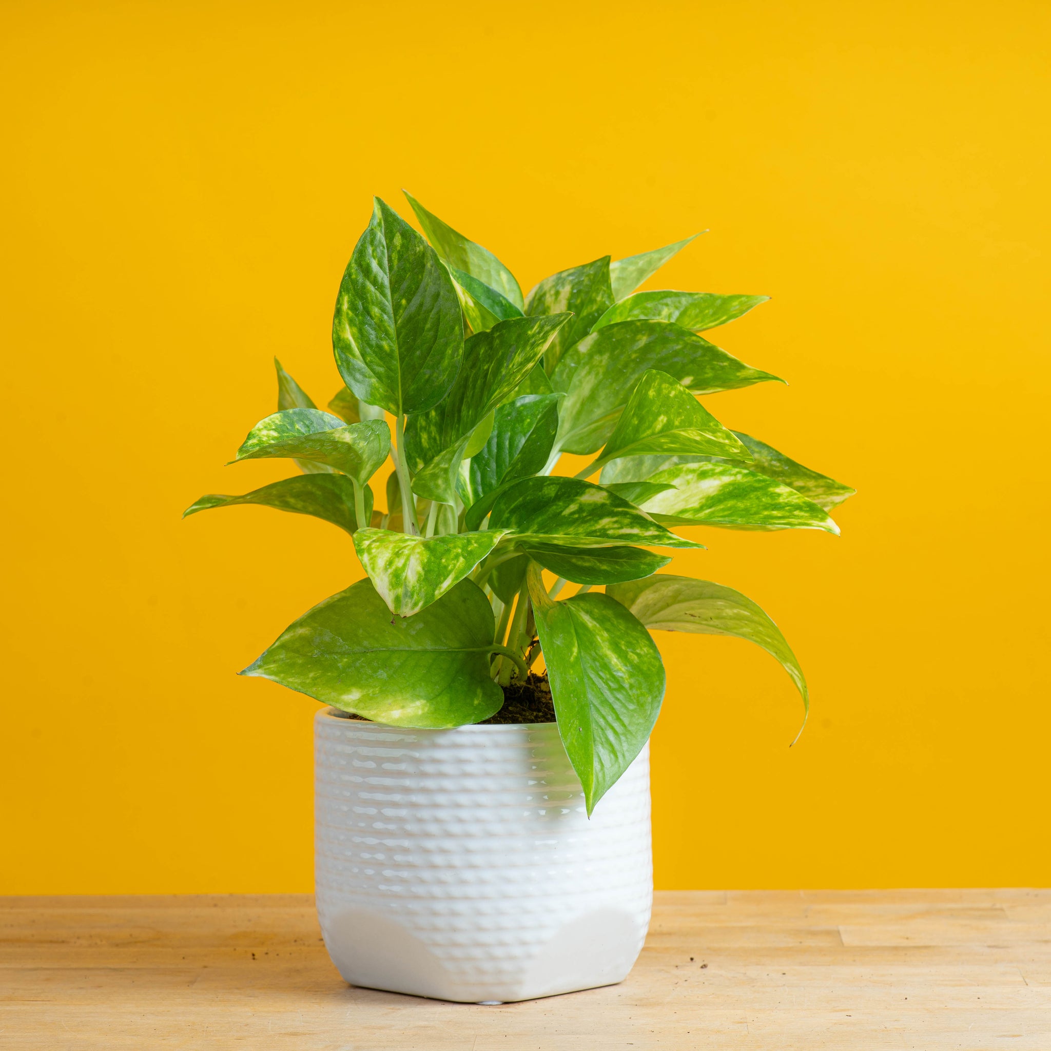 small golden pothos plant in white textured and scalloped pot set against a bright yellow background