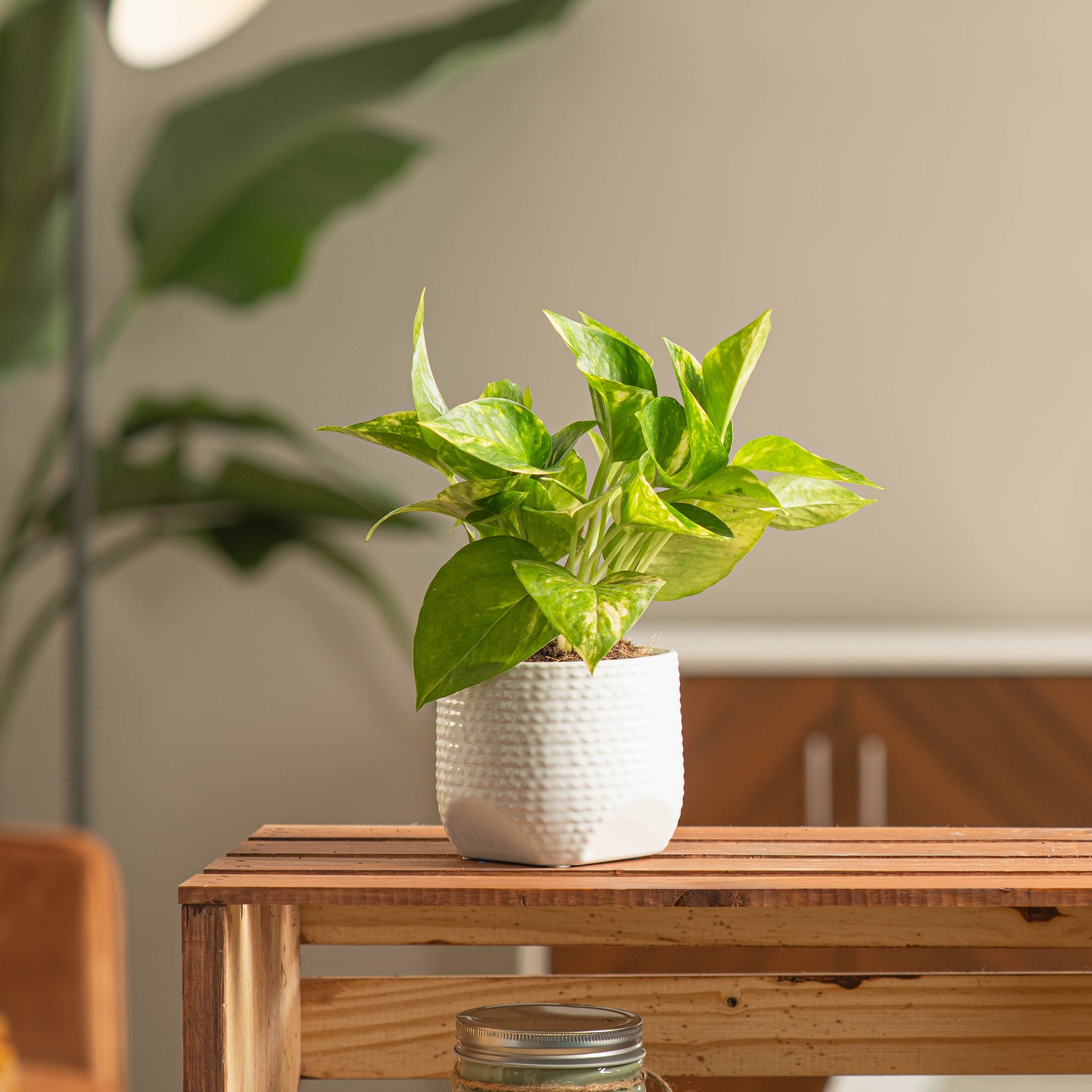 small golden pothos plant in white and scalloped pot sitting on a wooden table in someones living room 