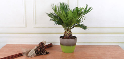 Sago Palm