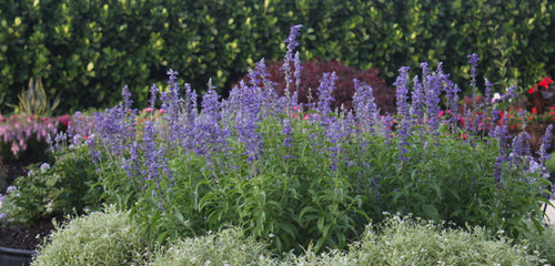 Salvia, Annual