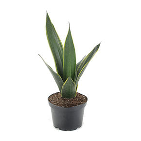 Black Jack Snake Plant