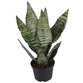 Futura Robusta Snake Plant