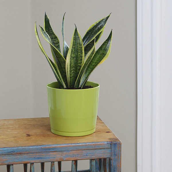 Futura Superba Snake Plant