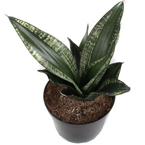 Whitney Snake Plant