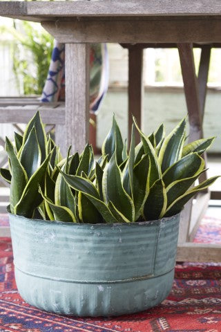 Snake Plant