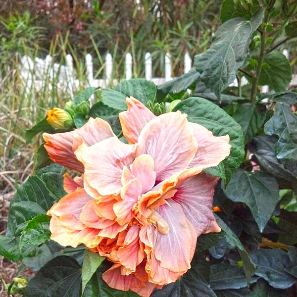 Tropic Escape Hibiscus