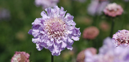 Pincushion Flower